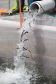 16032_GCPUD_303
