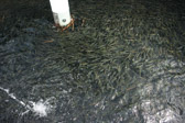 16032_GCPUD_309
