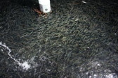 16032_GCPUD_310