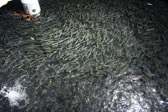 16032_GCPUD_312