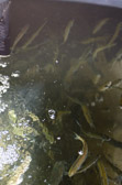 16032_GCPUD_336