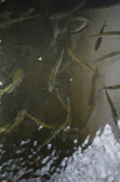 16032_GCPUD_337