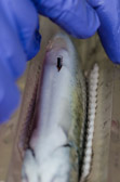 16032_GCPUD_371