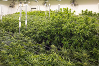 17057 Grow Rooms