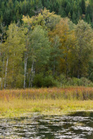 20241 Avista Report Foliage